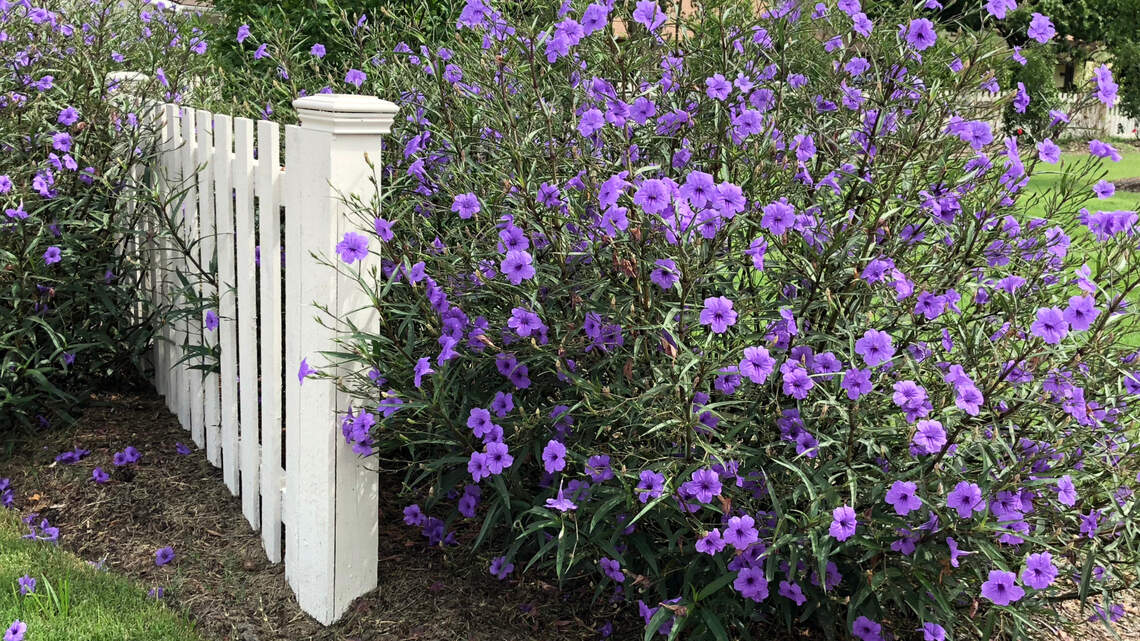 Beautify your North Texas landscape with these expert tips | Fort